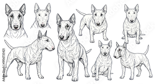 Bull Terrier Dog Breed Collection: Multiple Poses and Angles - Sketch Art