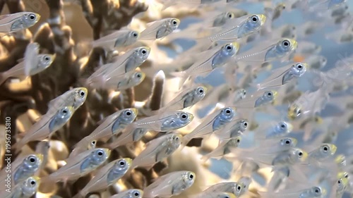 A vast school of transparent glassfish creates a dazzling underwater spectacle.