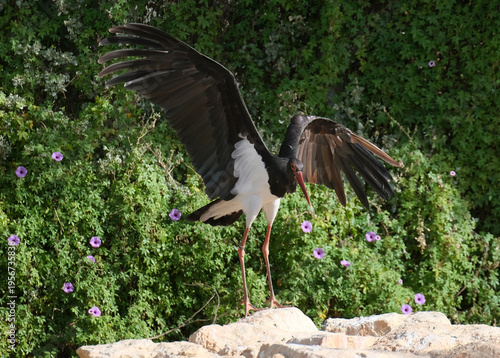 Tableau sur toile Black Stork (Ciconia nigra)