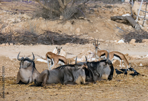Quadro su tela The blue wildebeest or brindled gnu (Connochaetes taurinus) and Thomson's gazell