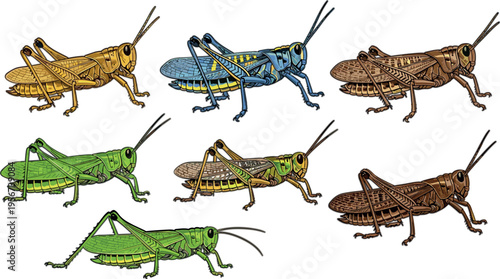 Grasshopper insect set with different species detailed realistic bugs entomology illustration collection isolated vector design