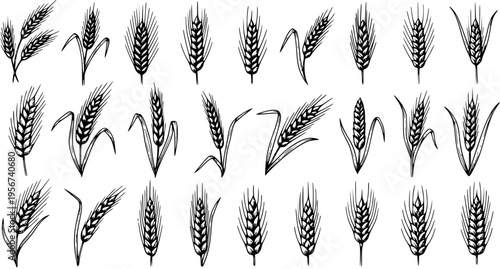 Hand-drawn Wheat Ears  Grain Spikes Vector Set. Black  White Sketch Collection of Cereal Plants, Agricultural Icons for Harvest, Baking  Organic Food Design.