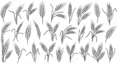 Wheat Ears Illustration: Hand-Drawn Black  White Grain Stalks for Agriculture  Food Design