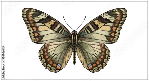 Colorful butterfly with open wings.