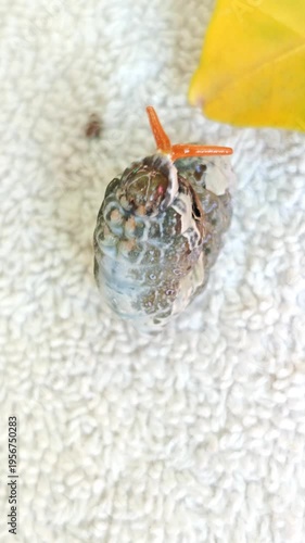 Swallowtail butterfly caterpillar showing orange osmeterium