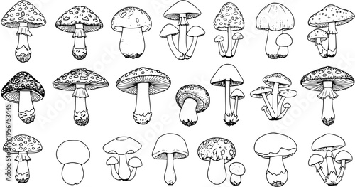 Hand-drawn mushroom illustrations set. Black and white line art collection featuring various fungi species, perfect for coloring, nature designs, or educational projects.