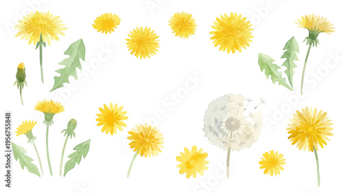 Watercolor-style lovely dandelion flowers and fluff, spring botanical illustration, yellow and white　水彩　たんぽぽ