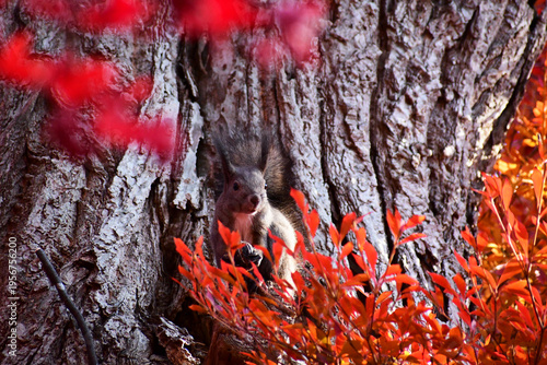 紅葉に囲まれる森のエゾリス