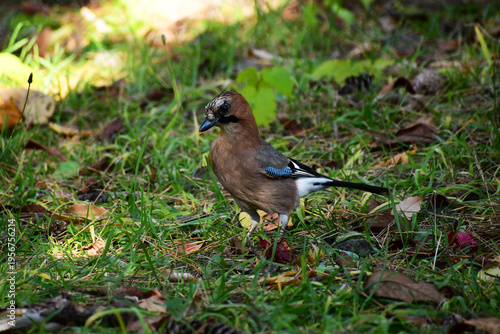 地面に下りたミヤマカケス