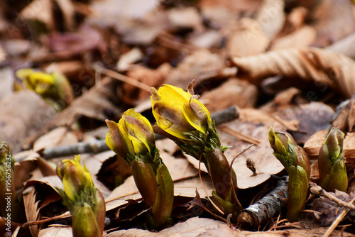 枯葉の中から顔を出した福寿草のつぼみ