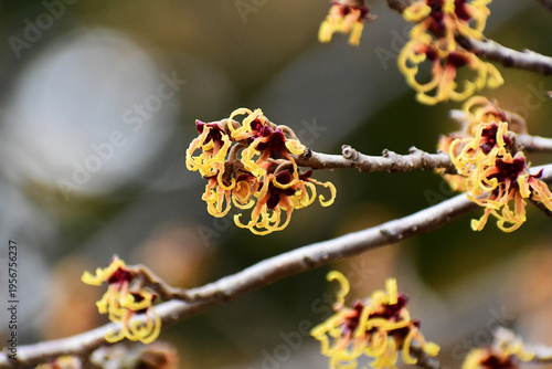 マンサクの細い花