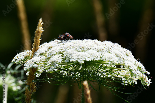 ノラニンジンにとまるアカスジカメムシ