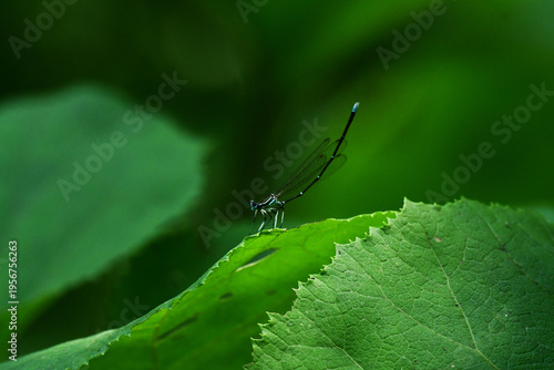 大きな葉っぱの上で尾を上げるモノサシトンボ