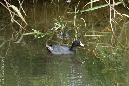 川岸を移動する夏のオオバン