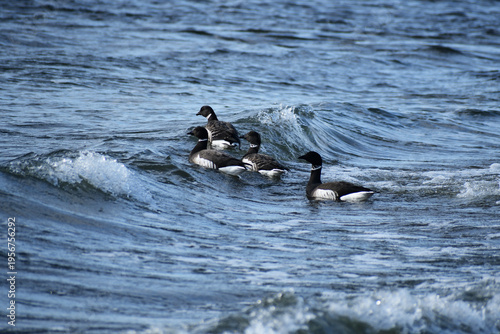 波を乗り越えて沖へ向かうコクガン