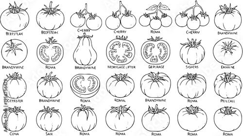 Detailed black and white line art illustration showcasing various tomato varieties like Beefsteak, Roma, Cherry, and Brandywine, perfect for botanical and gardening themes.