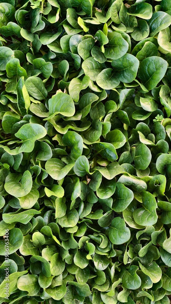 Fototapeta premium Fresh Spinach Leaves Close - up for Commercial Use
