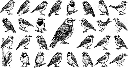 Detailed hand-drawn pattern of various small birds like sparrows and songbirds. Black and white sketch illustration showcasing diverse avian species.