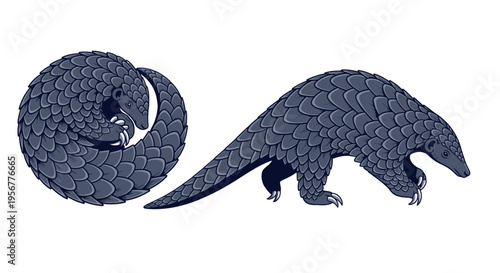 Pangolin Animal Duo: Rolled and Standing, Scaly Mammal, Unique Wildlife