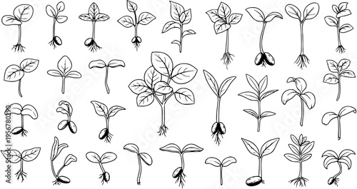 Seedling Stages: Hand-Drawn Vector Set of Plant Germination  Growth