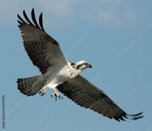Osprey in flight with wings raised and talons extended against blue sky