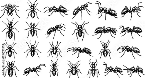 Ant Variety: Detailed Black and White Vector Illustration of Different Ant Poses and Angles
