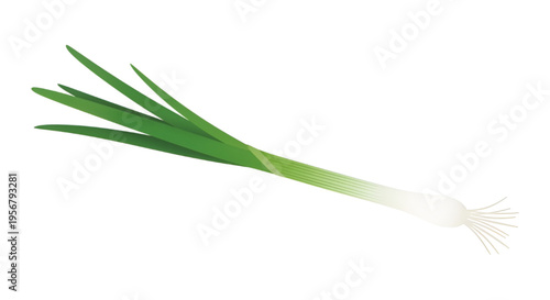 Fresh Spring Onion Scallion with Roots Isolated on White Background