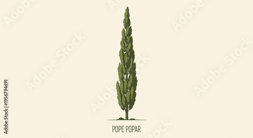 Pope Palm Tree Green Leafy Plant.