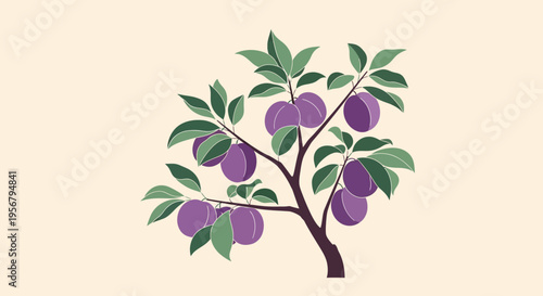 Purple Fruit Tree with Green Leaves.