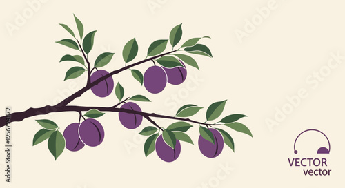 Purple Fruits on Tree Branch.
