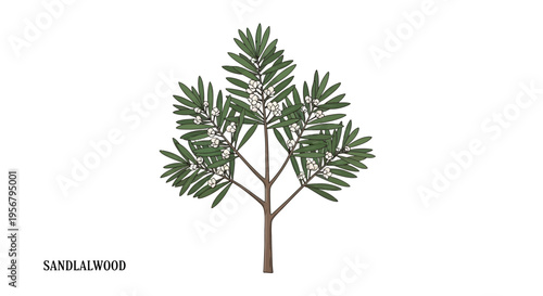 Sandlawood tree plant green leaves.