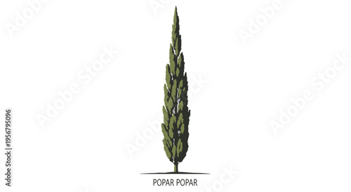 Tall Green Cypress Tree Plant.