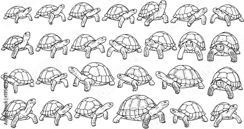 Detailed hand-drawn set of various turtles and tortoises in outline sketch style, perfect for animal wildlife, nature, and educational designs.