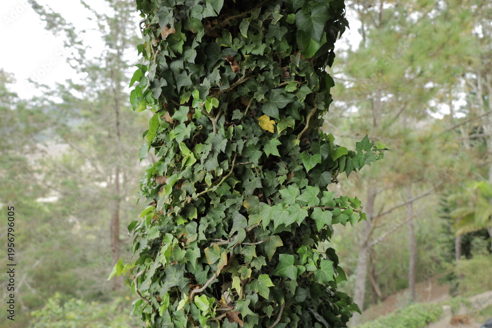 Fototapeta premium A column of lush green ivy climbing up. The image captures the natural beauty and vibrant colors of the plant