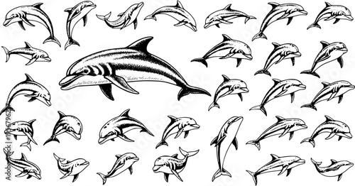 Detailed collection of hand-drawn black and white dolphin illustrations in various swimming and jumping poses. A diverse set of marine mammals for ocean, wildlife, and aquatic design projects.