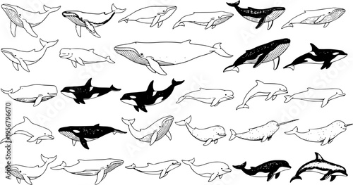 Diverse Collection of Hand-Drawn Whales and Dolphins in Various Poses