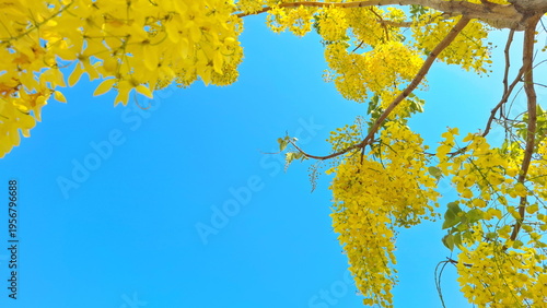 Beautiful yellow golden shower flowers blooming against a bright clear blue sky