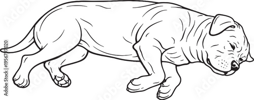 Cane Corso sleeping on side relaxed black and white line art illustration