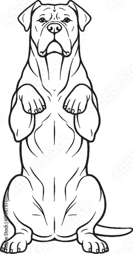 Cane Corso sitting beg pose front view black and white line art illustration