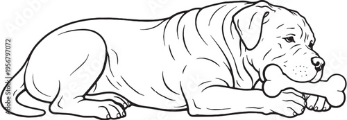 Cane Corso chewing bone lying down black and white line art illustration