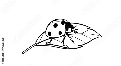 Monochrome illustration of a ladybug on a leaf, simple outline vector drawing of a common garden insect, black and white minimal art style.
