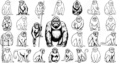 Detailed Black and White Line Art Illustrations Collection of Various Monkey and Ape Species: Gorilla, Chimpanzee, Macaque, and more Primates in Diverse Poses