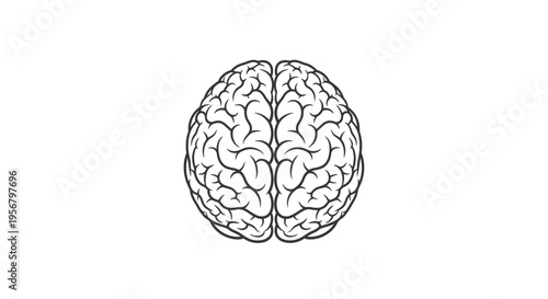 Human brain line art illustration, top view. Detailed anatomical diagram representing intelligence, thought, mind, and neuroscience.