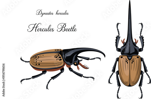Hercules beetle Dynastes hercules vector illustration set featuring side view and top view of tropical insect