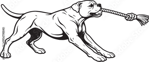 Boxer Dog Tugging Rope Pull Stance Black and White Line Art