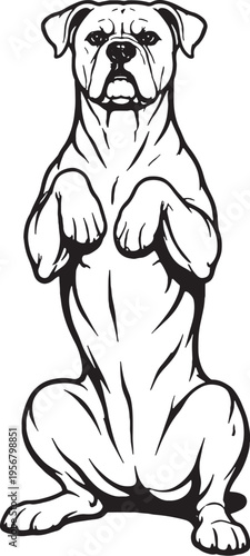 Boxer Dog Sitting Beg Pose Front View Black and White Line Art