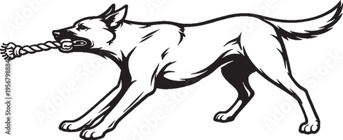 Belgian Malinois tugging rope pull stance black and white line art illustration