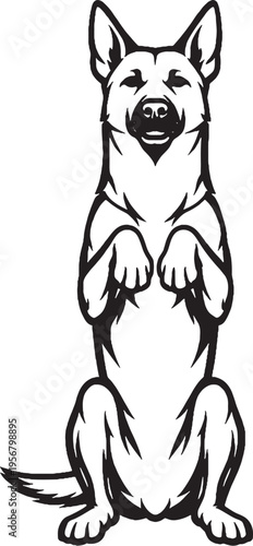 Belgian Malinois sitting begging pose black and white line art illustration