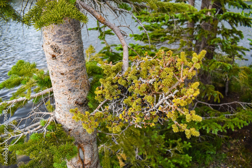 Beautiful tree in Medicine Bow-Routt National Forest in Wyoming, USA