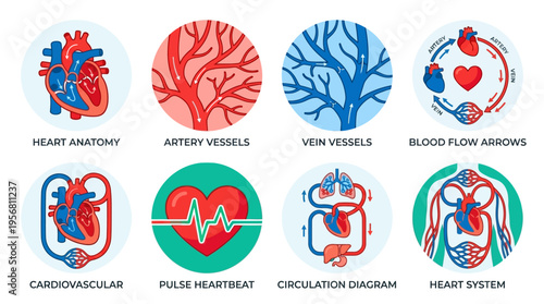 Vector illustration of a human heart with detailed anatomy and blood vessels in a medical educational setting for health professionals.